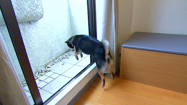 モモ きょうのわんこ 写真2