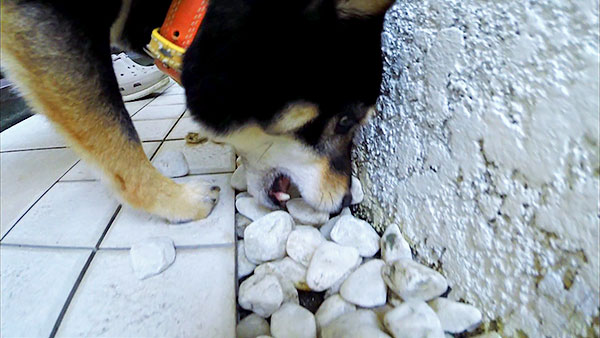 モモ きょうのわんこ 写真3