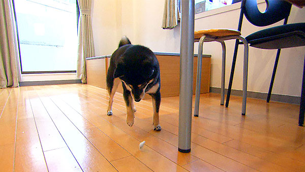 モモ きょうのわんこ 写真4