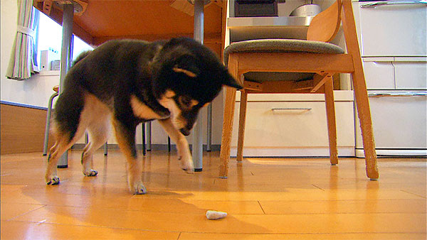 モモ きょうのわんこ 写真5