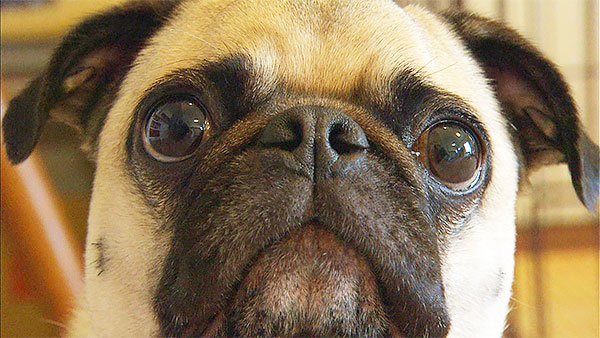 メイ きょうのわんこ 写真1