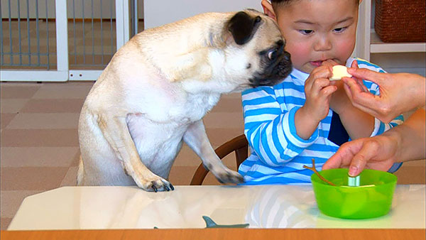 メイ きょうのわんこ 写真3