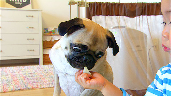 メイ きょうのわんこ 写真4