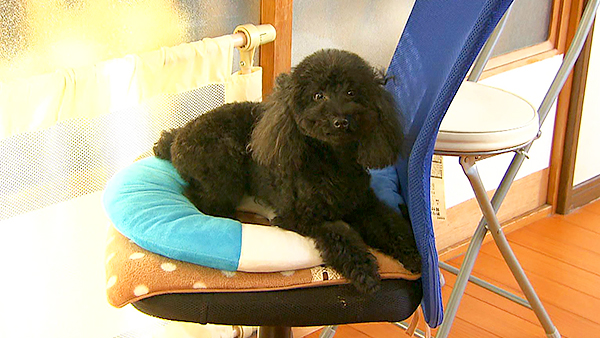 さくら きょうのわんこ 写真1