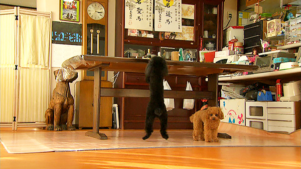 さくら きょうのわんこ 写真2