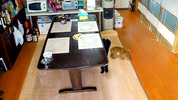 さくら きょうのわんこ 写真3