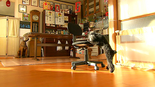 さくら きょうのわんこ 写真4