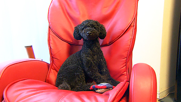 レオン きょうのわんこ 写真1