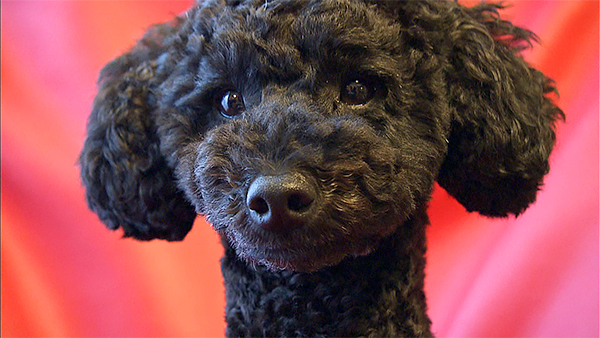 レオン きょうのわんこ 写真2