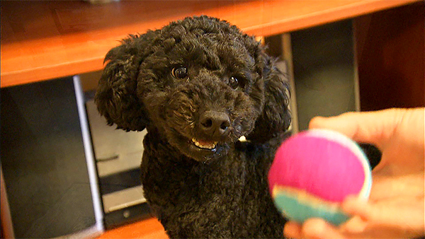 レオン きょうのわんこ 写真3