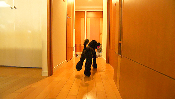 レオン きょうのわんこ 写真4