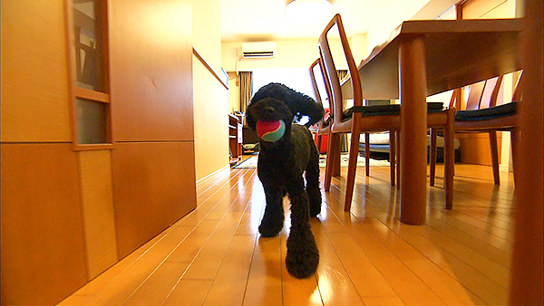 レオン きょうのわんこ 写真5