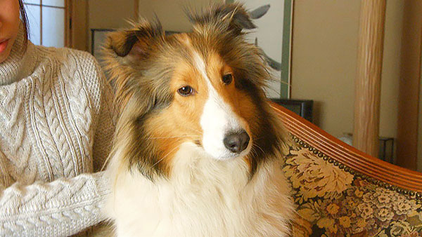 まろん きょうのわんこ 写真1