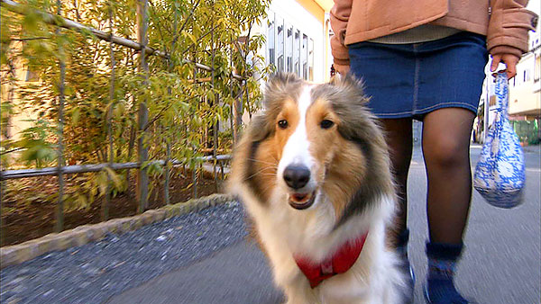 まろん きょうのわんこ 写真2