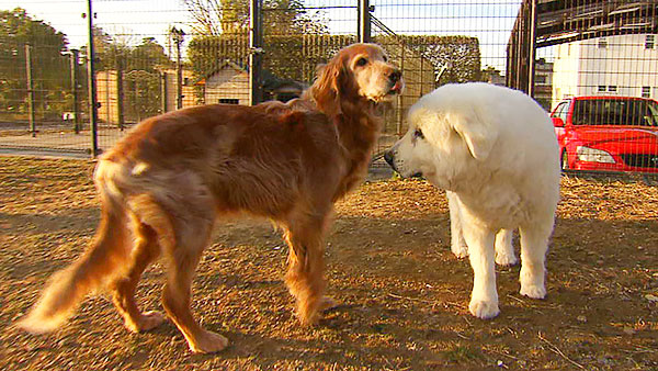 美海（みみ）＆ ムー きょうのわんこ 写真1