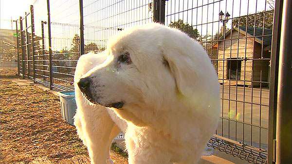 美海(みみ)& ムー きょうのわんこ 写真2