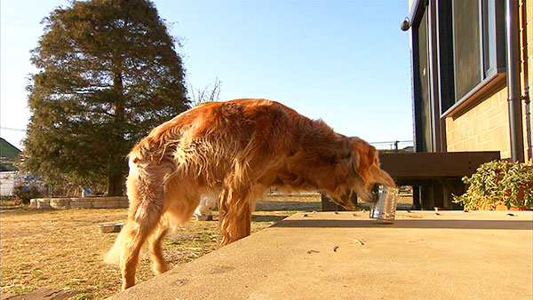 美海(みみ)& ムー きょうのわんこ 写真3