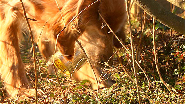 美海(みみ)& ムー きょうのわんこ 写真4