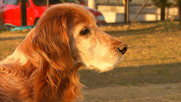 美海(みみ)& ムー きょうのわんこ 写真5