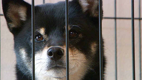 ぱん きょうのわんこ 写真1