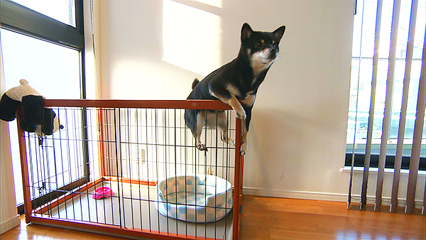 ぱん きょうのわんこ 写真2