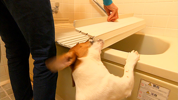 リロ きょうのわんこ 写真3