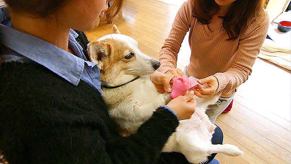 うめ きょうのわんこ 写真2