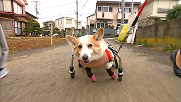 うめ きょうのわんこ 写真3