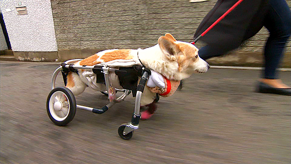 うめ きょうのわんこ 写真4