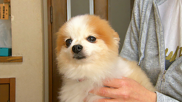 心 きょうのわんこ 写真1