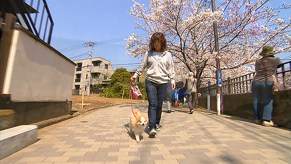 心 きょうのわんこ 写真2