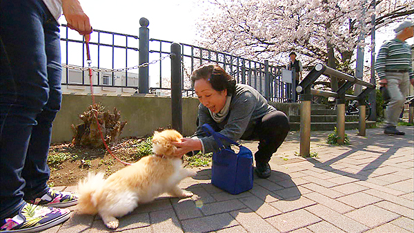 心 きょうのわんこ 写真3