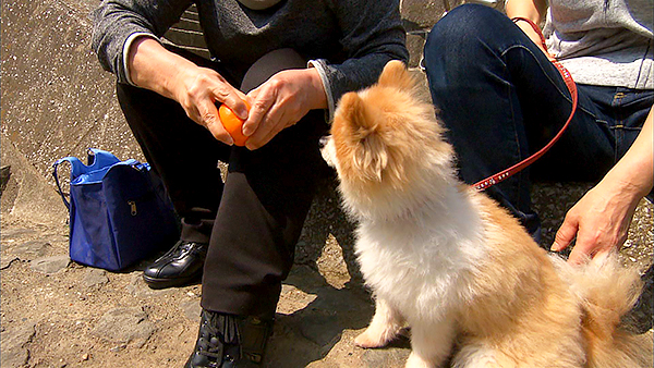 心 きょうのわんこ 写真4