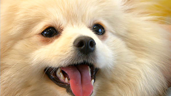 まる きょうのわんこ 写真1