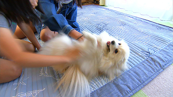 まる きょうのわんこ 写真2