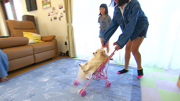 まる きょうのわんこ 写真3