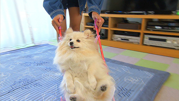 まる きょうのわんこ 写真4