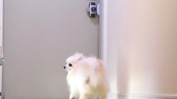 アカヒ きょうのわんこ 写真5