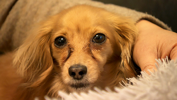 ルビー きょうのわんこ 写真1