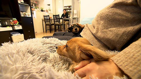 ルビー きょうのわんこ 写真2