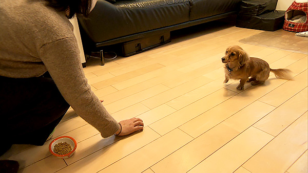 ルビー きょうのわんこ 写真3