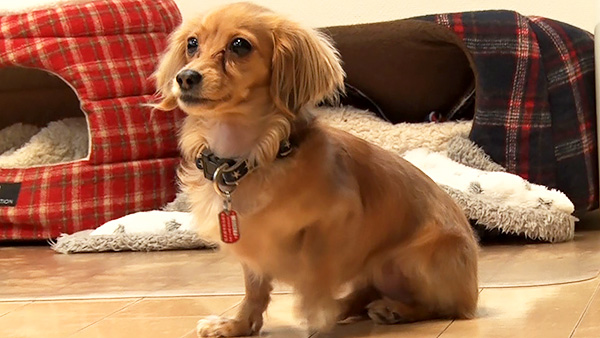 ルビー きょうのわんこ 写真4