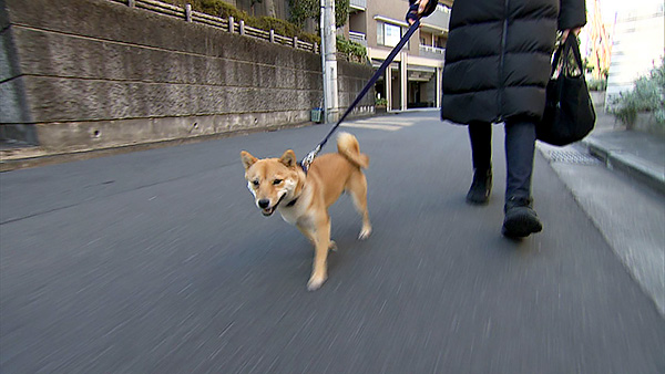 ロコ きょうのわんこ 写真1