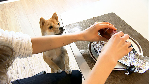 ロコ きょうのわんこ 写真3