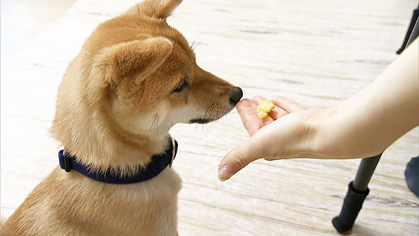 ロコ きょうのわんこ 写真4