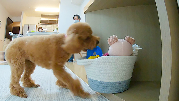 もも きょうのわんこ 写真2