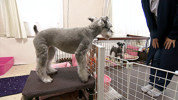 ツナ きょうのわんこ 写真3