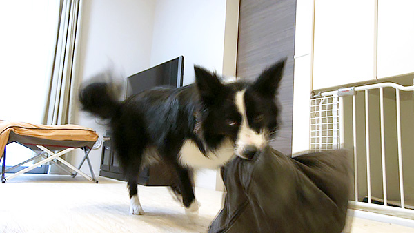 ムサシ きょうのわんこ 写真4