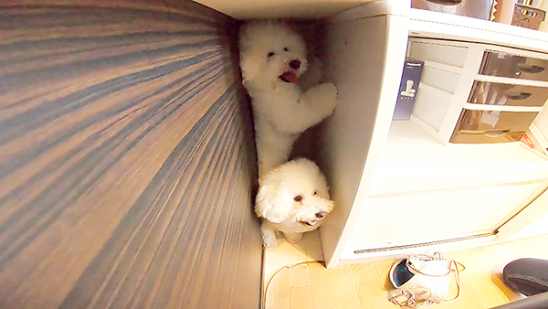 にこ＆いっこ きょうのわんこ 写真4