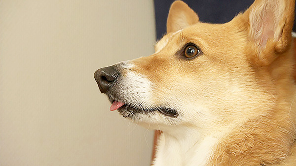 楓太 きょうのわんこ 写真1
